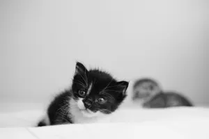 Adorable black and white kitten with a curious gaze resting on a white duvet. Perfect for pet lovers. jigsaw puzzle