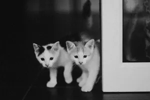 Charming black and white photograph of two playful kittens indoors. Perfect for feline lovers. jigsaw puzzle