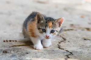 Charming young calico kitten with striking eyes curiously exploring its surroundings outdoors. jigsaw puzzle