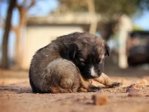 A cute puppy peacefully sleeping outdoors on a sunny day, capturing innocence and serenity. jigsaw puzzle