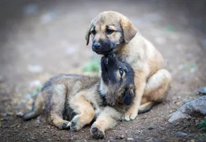 Two cute puppies playfully interacting on a dirt path outdoors. jigsaw puzzle
