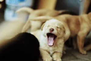 Capture of a yawning puppy surrounded by other playful dogs, showcasing a heartwarming moment in nature. jigsaw puzzle