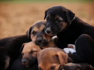 Cute puppies huddled together outdoors on a warm day, showcasing playfulness and companionship. jigsaw puzzle
