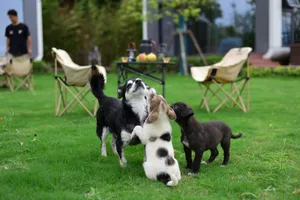 Three playful puppies frolicking in a lush green garden, creating a joyful scene of outdoor play. jigsaw puzzle