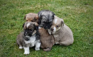 Adorable mix of puppies cuddling on green grass. Perfect for animal lovers. jigsaw puzzle