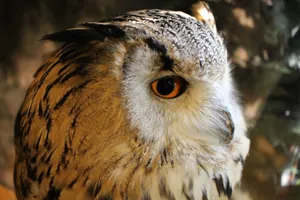 A detailed close-up of a Eurasian Eagle-Owl showcasing its vibrant eye and intricate feather details. jigsaw puzzle