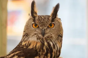 Detailed close-up of a striking Eurasian Eagle-Owl showcasing its piercing eyes. jigsaw puzzle