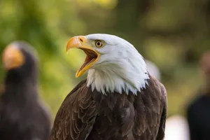 A close-up of a bald eagle with open beak, showcasing its striking features in a natural setting. jigsaw puzzle