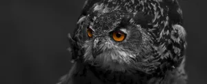 Close-up of a tawny owl showcasing its mesmerizing eyes and intricate feathers. jigsaw puzzle