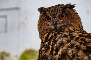 A detailed close-up of a Eurasian eagle-owl, showcasing its striking orange eyes and intricate feather patterns. jigsaw puzzle