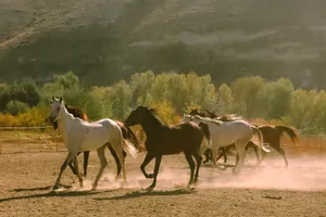 A group of wild mustangs galloping through a dusty corral under a sunny sky. Captivating nature scene. jigsaw puzzle
