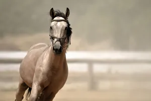 A powerful horse moves confidently through a dusty outdoor arena, showcasing strength and grace. jigsaw puzzle