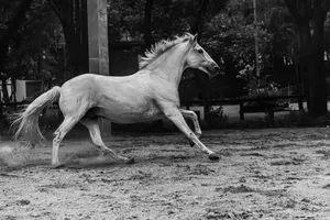 Black and white photo of a majestic white horse galloping in an outdoor arena. jigsaw puzzle