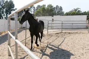 A black horse runs inside an outdoor training pen on a sunny day, with trees in the background. jigsaw puzzle