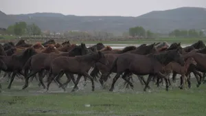 A dynamic scene of a herd of wild horses galloping through a grassy field with water splashing under them. jigsaw puzzle