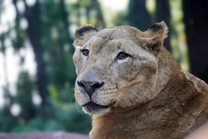 A striking close-up of a hybrid big cat in a natural forest setting. jigsaw puzzle