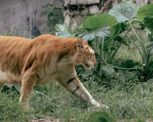 Golden tiger strides through green foliage, showcasing its rare fur pattern in the wild. jigsaw puzzle