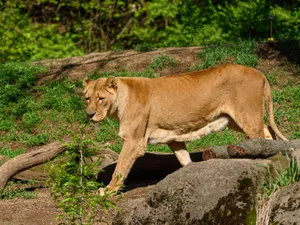 A powerful lioness prowls in natural habitat at Pittsburgh Zoo, surrounded by lush greenery. jigsaw puzzle