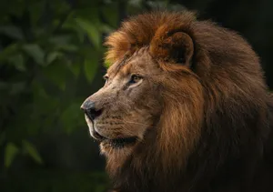 Close-up of a majestic lion in a lush green environment showcasing its regal mane. jigsaw puzzle