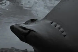 A grayscale close-up of a shark swimming calmly underwater. jigsaw puzzle