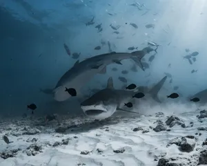 Stunning underwater shot of tiger sharks swimming among fish in the ocean depths. jigsaw puzzle