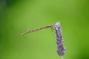 A vibrant macro shot of a damselfly perched on a lavender flower, showcasing intricate details against a green background. jigsaw puzzle