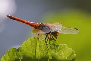 Detailed macro photo capturing a dragonfly perched on a green leaf. Perfect for nature themes. jigsaw puzzle