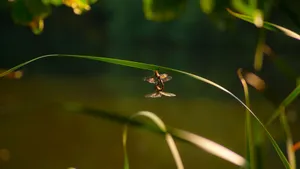Two dragonflies mating on a green leaf, captured in a tranquil natural environment. jigsaw puzzle