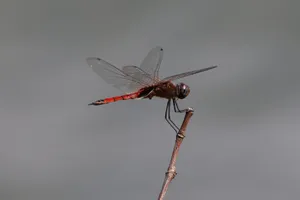Detailed macro shot of a red dragonfly resting on a twig against a gray background. jigsaw puzzle