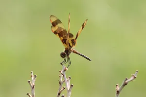 Close-up macro shot of a black and yellow dragonfly perched on a branch. jigsaw puzzle