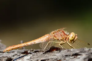 Detailed macro shot of a brown dragonfly resting on a wooden surface. jigsaw puzzle
