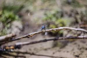 Close-up of a blue dragonfly resting on a twig in a natural setting. jigsaw puzzle