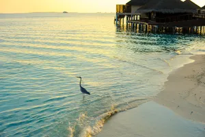 A peaceful scene of a heron by the beach with oceanfront bungalows at sunset in the Maldives. jigsaw puzzle