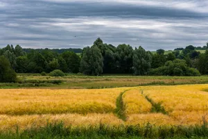 Golden wheat field beneath a dramatic overcast sky, bordered by lush green trees. jigsaw puzzle