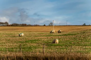 A serene landscape with sheep grazing in a sunlit pasture under a blue sky. jigsaw puzzle