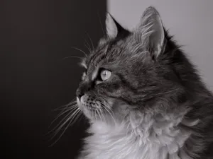 Elegant black and white portrait of a fluffy domestic cat, showcasing its penetrating gaze and soft fur. jigsaw puzzle