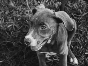 Charming black and white portrait of a puppy sitting on grass, looking playful. jigsaw puzzle