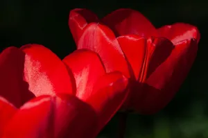 Close-up of vibrant red tulips in sunlight, showcasing delicate petals and rich colors. jigsaw puzzle
