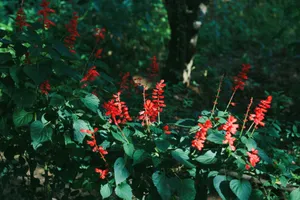 Scarlet sage flowers blooming vividly in a lush, green garden setting. jigsaw puzzle