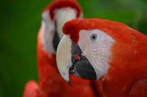 Vibrant scarlet macaws in side view, showcasing their exotic feathers and beaks. jigsaw puzzle
