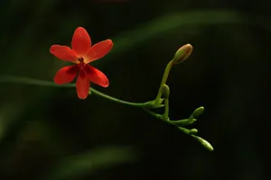 Fragile red flower on thin stalk against blurred backdrop of dark green garden jigsaw puzzle