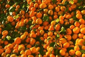 A vibrant display of fresh tangerines with leaves at an open-air market. Perfect depiction of citrus abundance. jigsaw puzzle