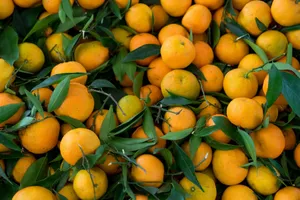 A vibrant collection of fresh organic tangerines with leaves showcasing natural abundance and freshness. jigsaw puzzle