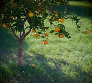 Close-up of a mandarin tree with ripe fruits in a sunny garden in Montenegro. jigsaw puzzle