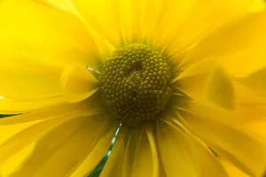 Close-up of a vibrant yellow flower showcasing its petals and center details. jigsaw puzzle