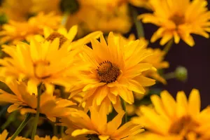 Close-up of vibrant yellow false sunflowers in full bloom outdoors. jigsaw puzzle