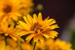 Bright yellow flower in focus, showcasing delicate petals with a blurred background. jigsaw puzzle