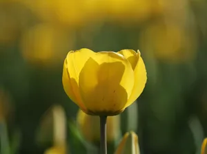 A vibrant close-up of a yellow tulip in full bloom, capturing the essence of spring in a tulip field. jigsaw puzzle