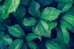 Droplets on fresh shiny green leaves of plant growing in forest on sunny day jigsaw puzzle