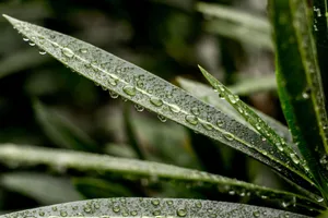 Detailed close-up of lush green leaves with dew, showcasing nature's freshness. jigsaw puzzle
